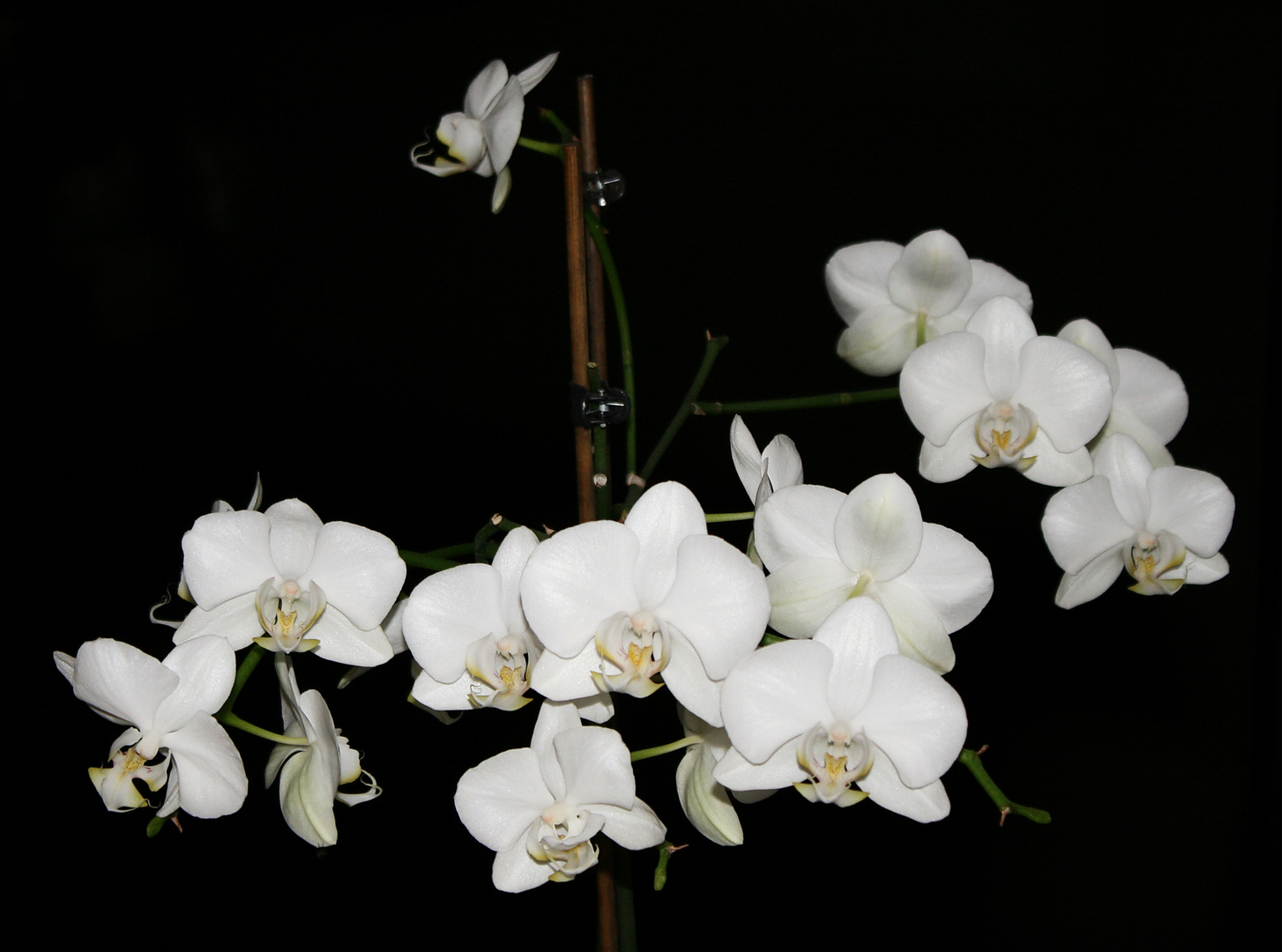 Phalaenopsis "White Lady"...