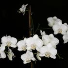 Phalaenopsis "White Lady"...