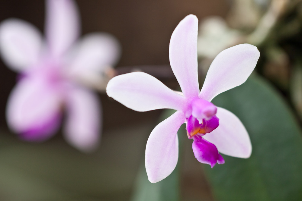 Phalaenopsis wilsonii