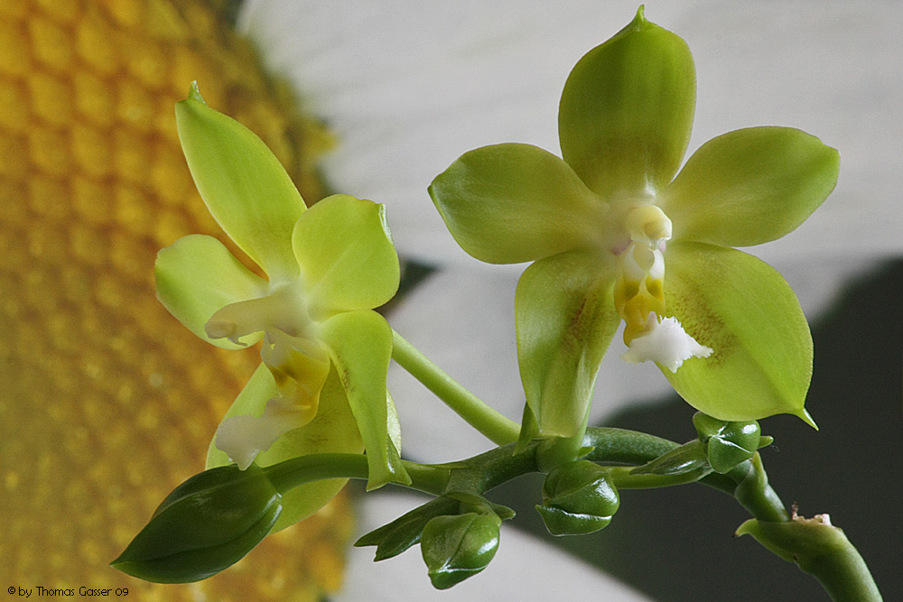 Phalaenopsis Yin's Green Jewel 'L' KFS