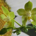 Phalaenopsis Yin's Green Jewel 'L' KFS