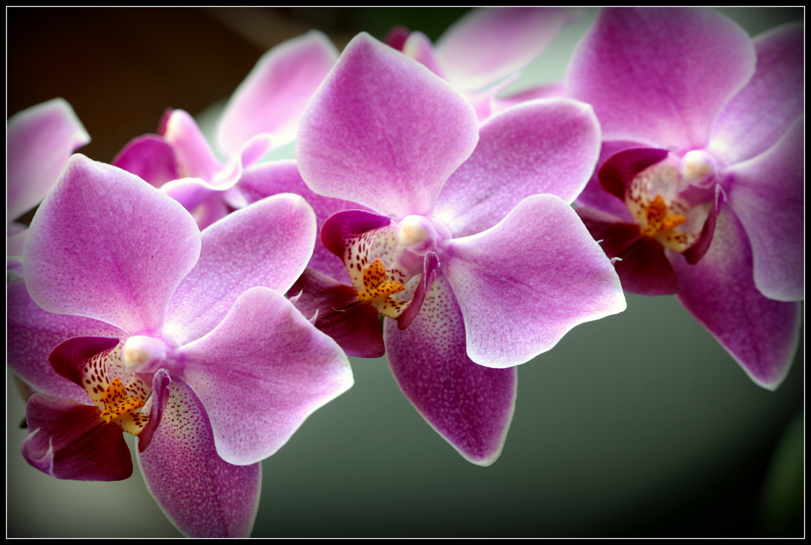 Phalaenopsis zum Mittwoch