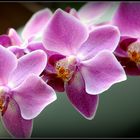 Phalaenopsis zum Mittwoch