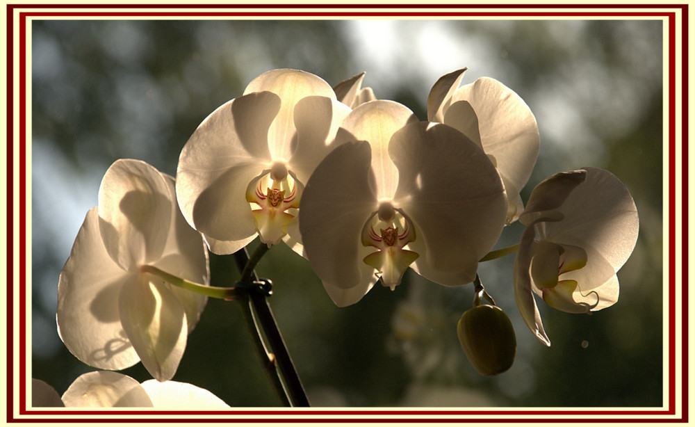 Phalaenopsis zum Muttertag 1