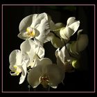 Phalaenopsis zum Muttertag 2