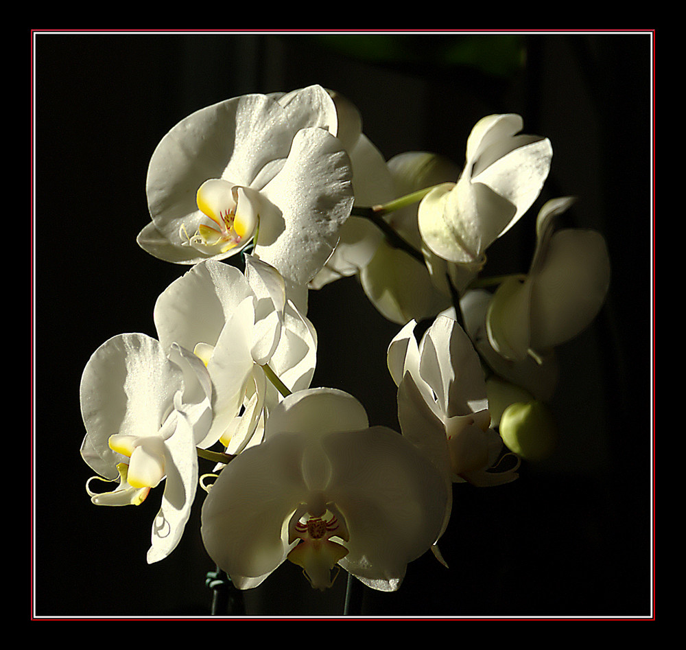 Phalaenopsis zum Muttertag 2