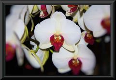 Phalaenopsis_01