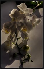 Phalaenopsis....14 Tage später