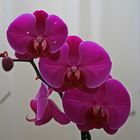 Phalaenopsis_140210