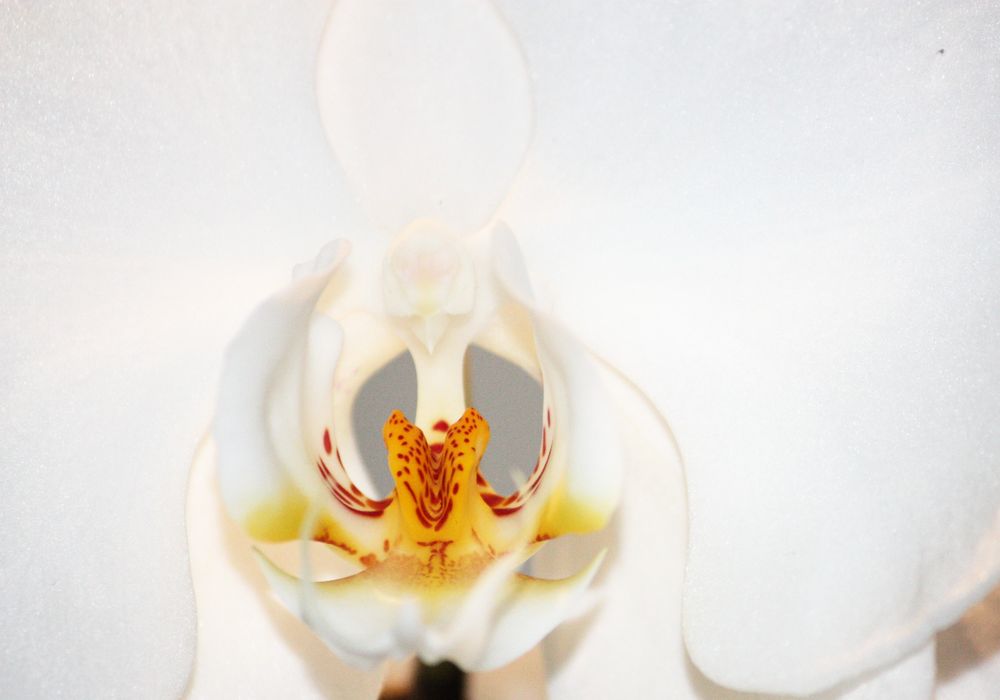 Phalaenopsis_2