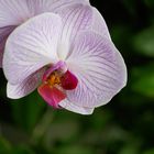 Phalaenopsis2