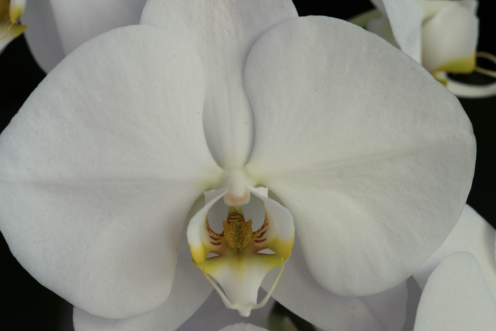 Phalaenopsis3