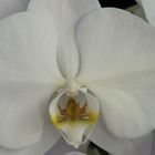 Phalaenopsis3