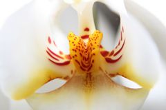 Phalaenopsis_3