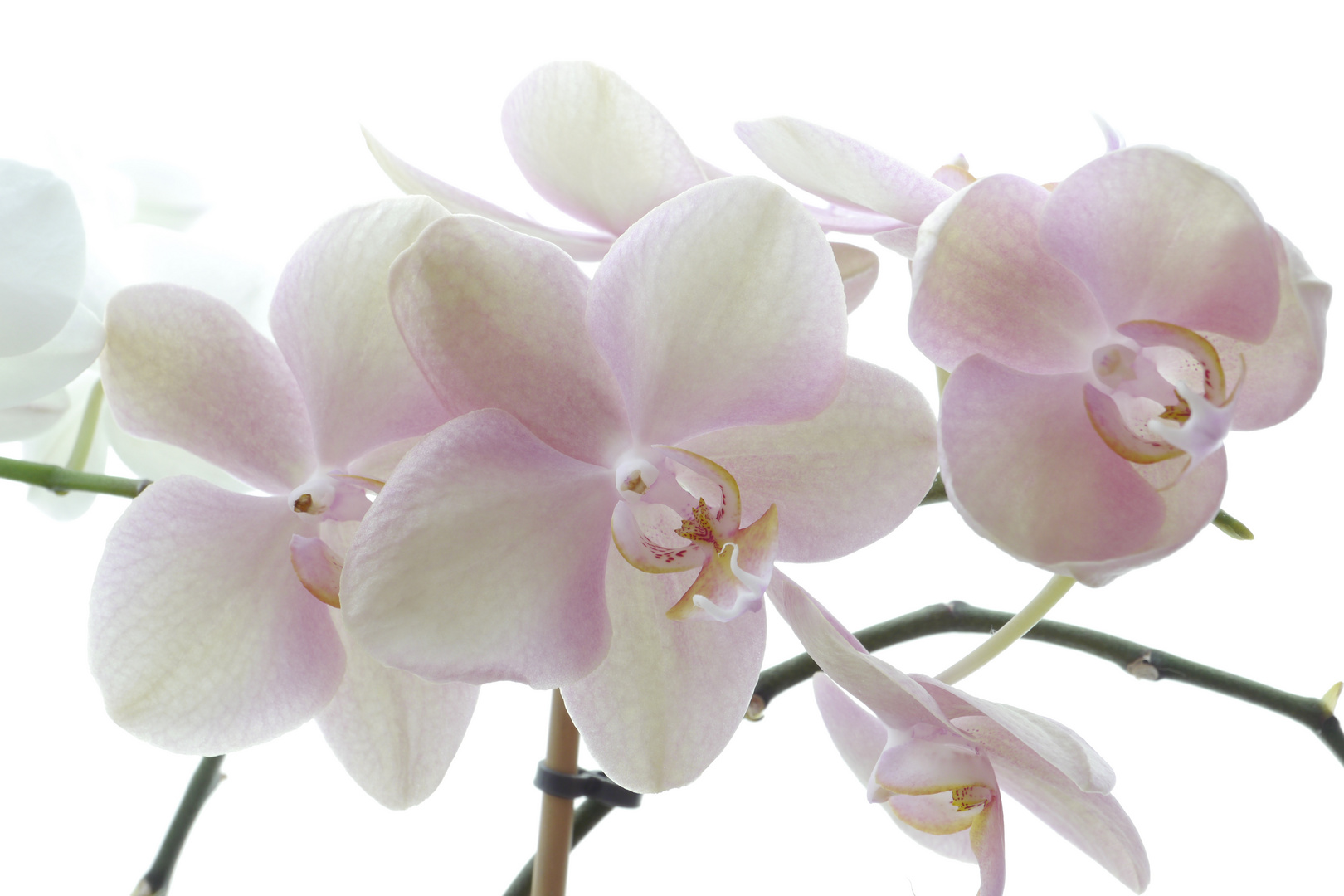 Phalaenopsis3