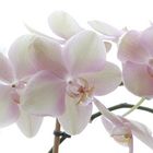 Phalaenopsis3