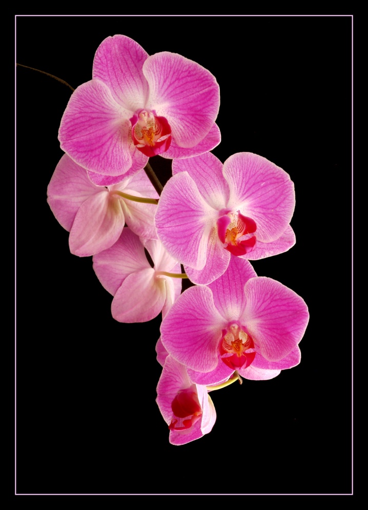 Phalaenopsis_A