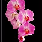 Phalaenopsis_A