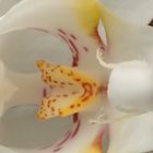 Phalaenopsisblüte