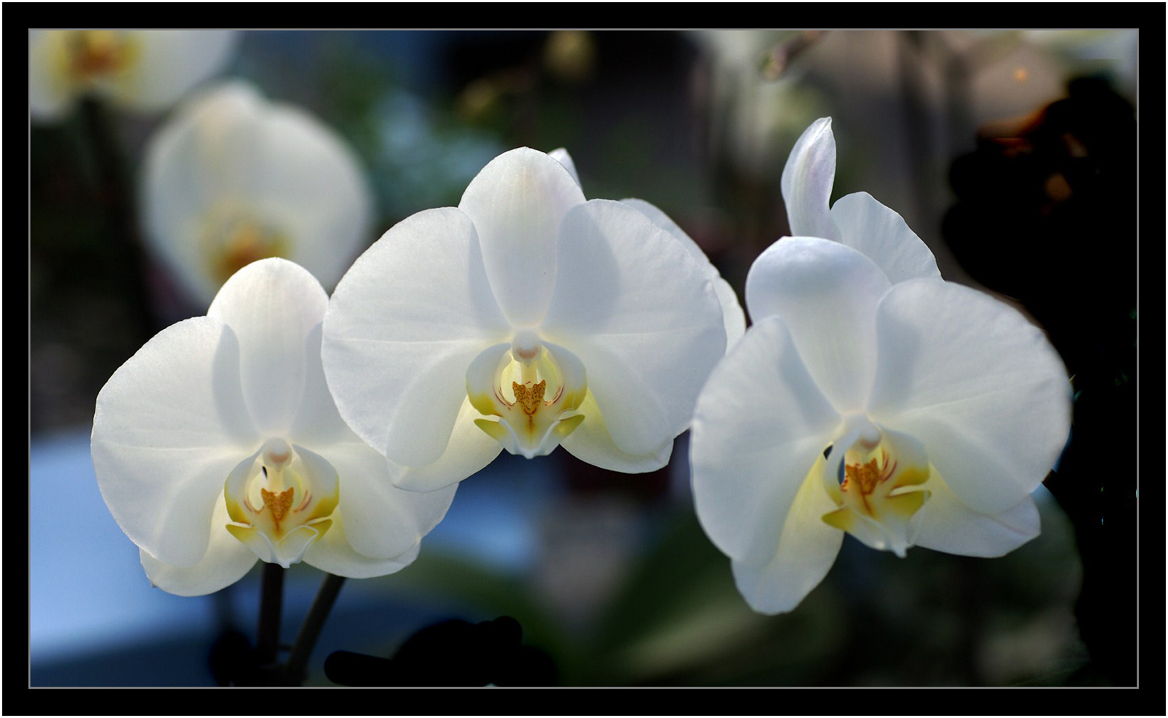 Phalaenopsis/Falterorchidee