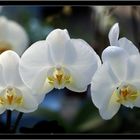 Phalaenopsis/Falterorchidee