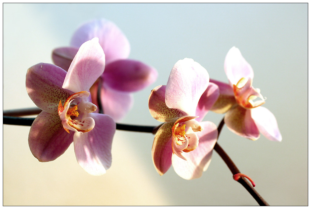 [Phalaenopsis][III]