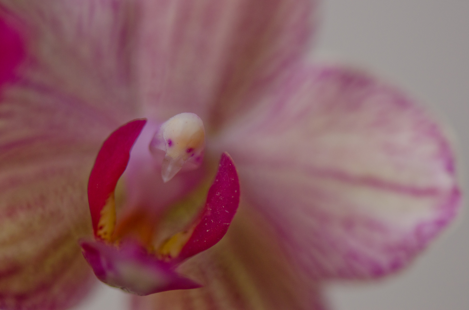 Phalaenopsis...like a bird