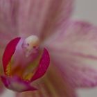 Phalaenopsis...like a bird