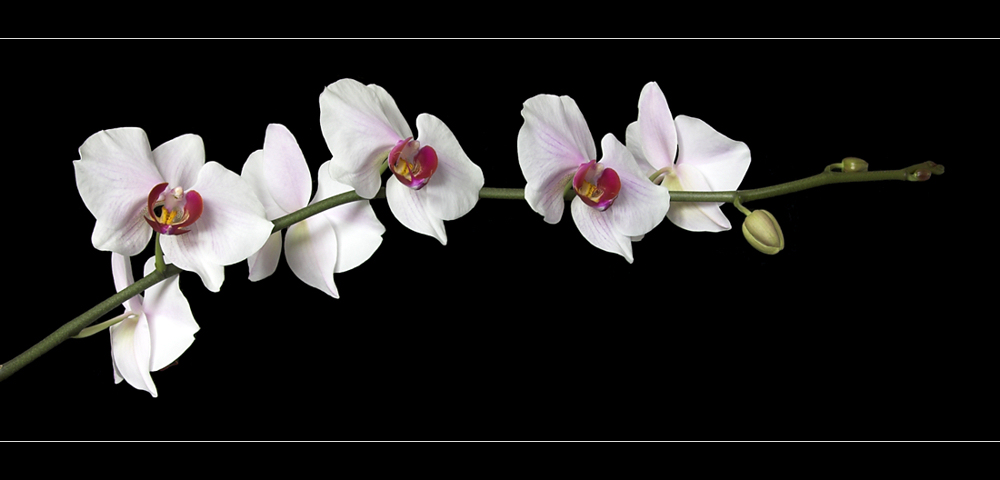 Phalaenopsistraube