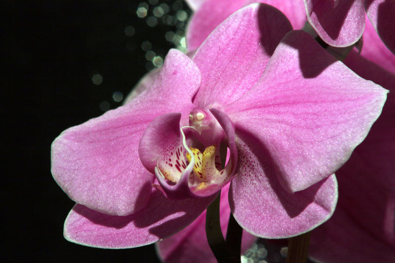 Phalaeonopsis