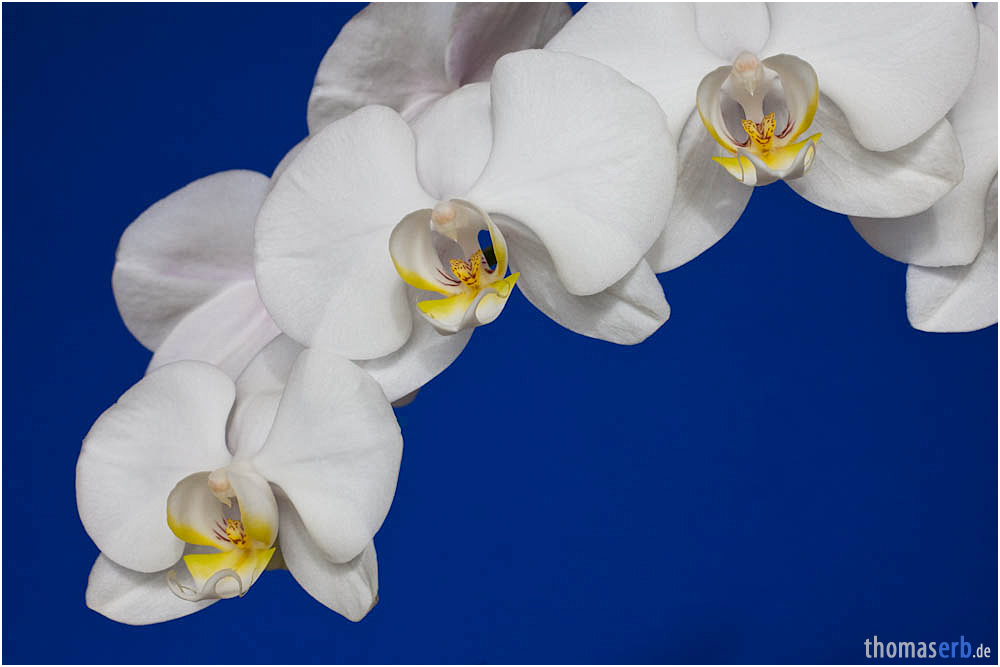 Phalaeonopsis auf der Fensterbank II