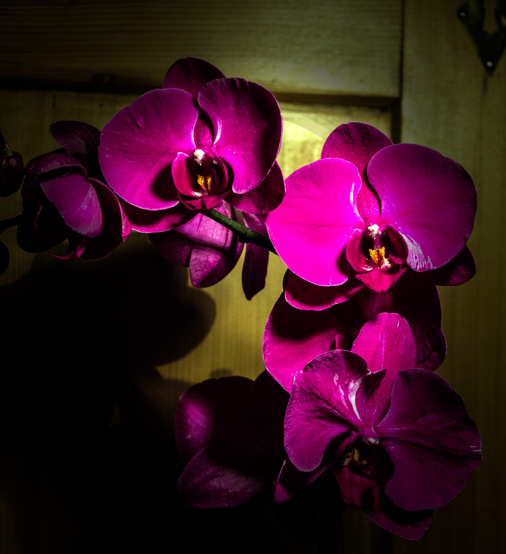 Phalaneopsis