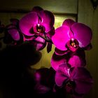 Phalaneopsis