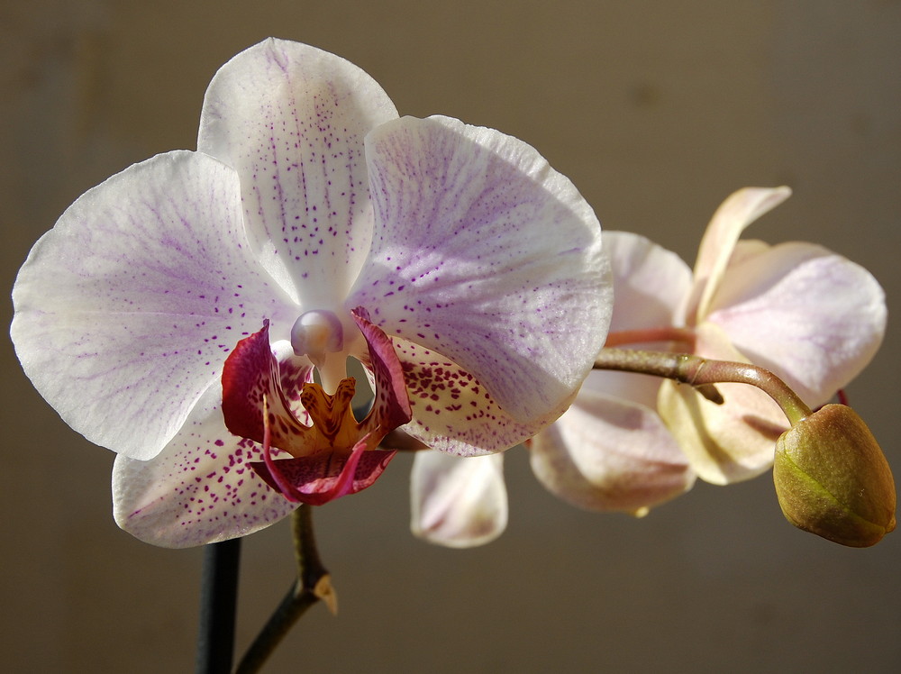 Phalaneopsis