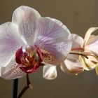 Phalaneopsis