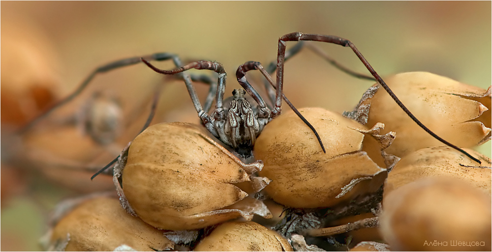 Phalangiidae