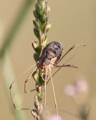 Phalangium opilio