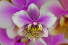 Phalanopsis Orchidee
