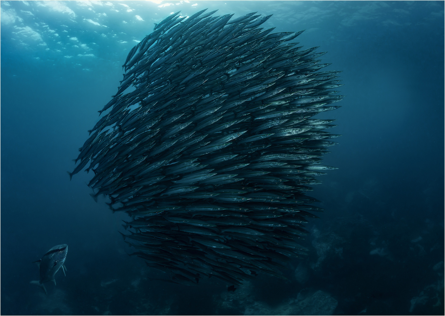 Phalanx Foto & Bild world, natur, tiere Bilder auf