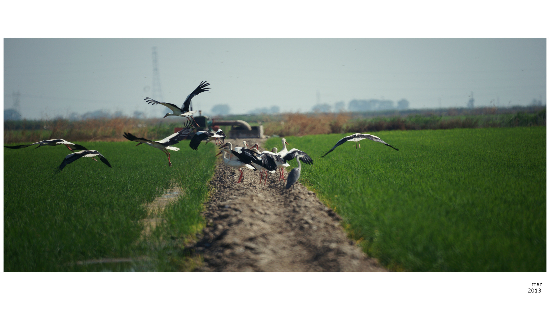 Phalanx of storks