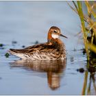 Phalarope