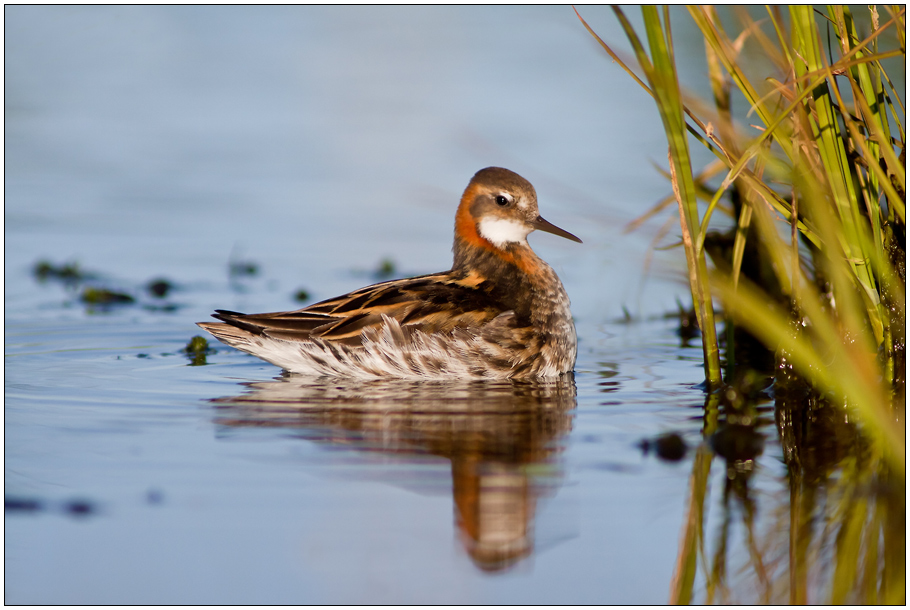 Phalarope