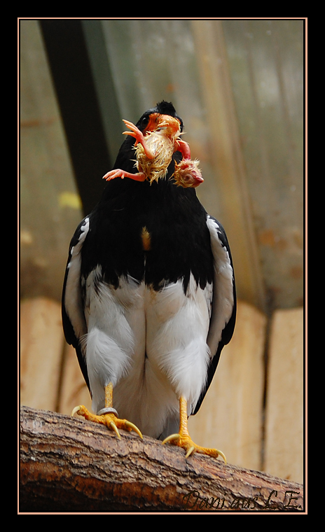 Phalcoboenus megalopterus Foto & Bild tiere, zoo, wildpark