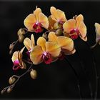 Phaleanopsis