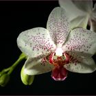 Phaleanopsis (Adventsgedichte 13)