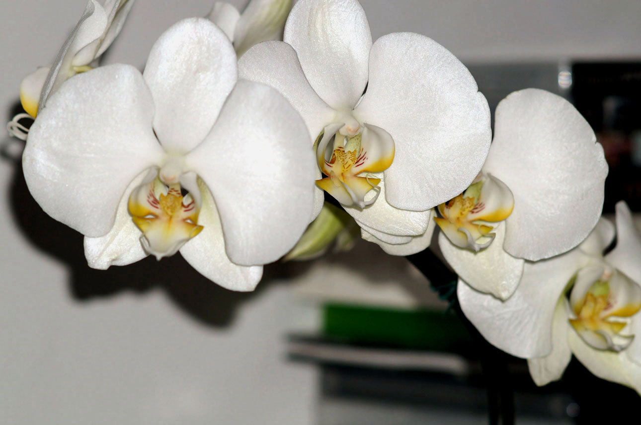 Phaleanopsis p. orchid