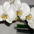 Phaleanopsis p. orchid
