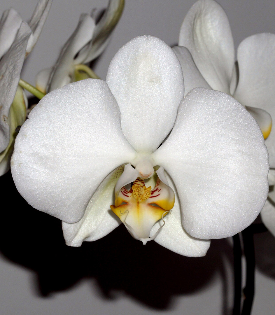 Phaleanopsis p. orchid