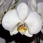 Phaleanopsis p. orchid