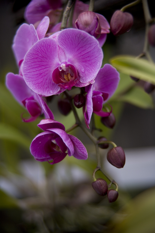 Phalenopsis 032109